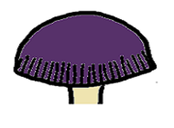 n Fungi cap with striated margins