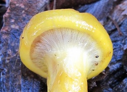 Dermocybe canaria showing an intact cortina