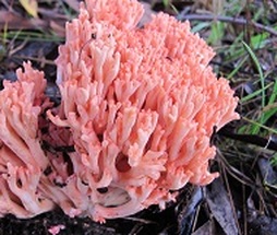 Australian Coral fungi