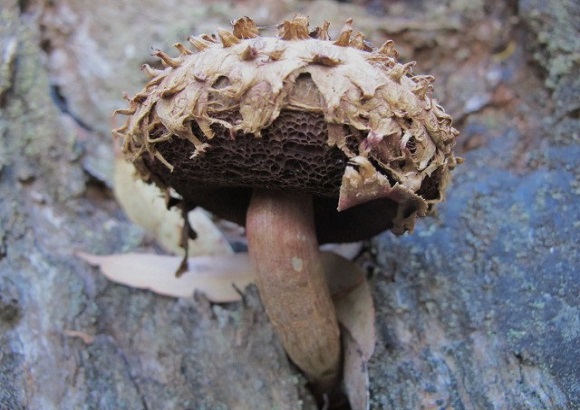 Picture of the Australian mushroom, Boletellus ananiceps