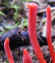 Picture of flame fungus apices 